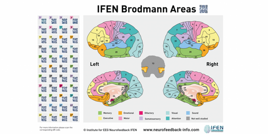Das interaktive Brodmann-Poster