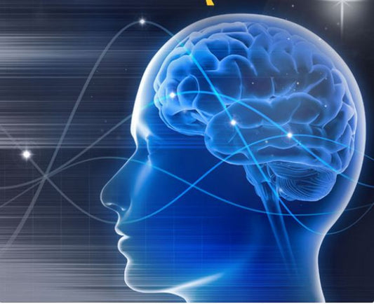 Brainmaster Multimediaplayer MMP für Brainmaster Atlantis und Discovery